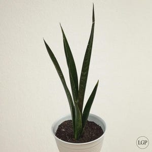 Sansevieria Green Arrow Free Phytosanitary Certificate Fast Shipping
