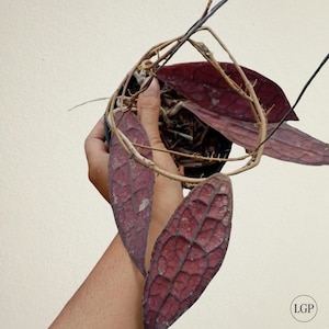 Hoya Clemensiorum Rot Gratis Phytosanitäres Zertifikat Schneller Versand