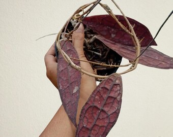 Hoya Clemensiorum Red Free Phytosanitary Certificate Fast Shipping