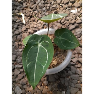 Anthurium Forgetii Free Phytosanitary Certificate Fast Shipping by DHL