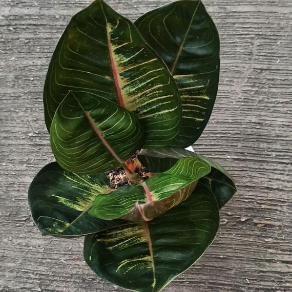 その他観葉植物 Aglaonema Black Hughes その他観葉植物 Aglaonema Black Hughes Aglaonema Black Hughes