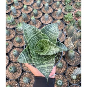 Sansevieria Black Mamba Free Phytosanitary Certificate Fast Shipping