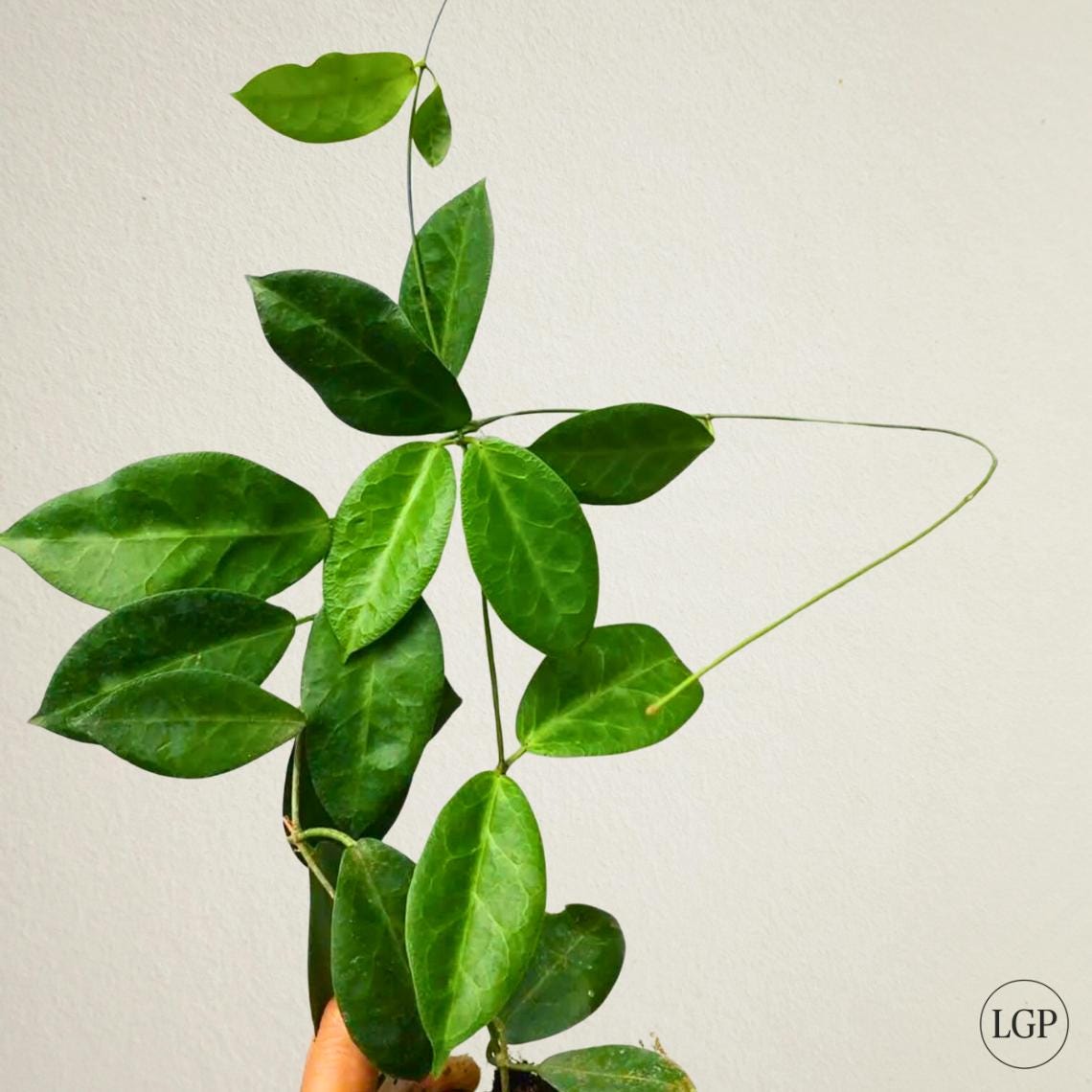 その他観葉植物 HOYA piestolepis Hoya piestolepis - Etsy 日本