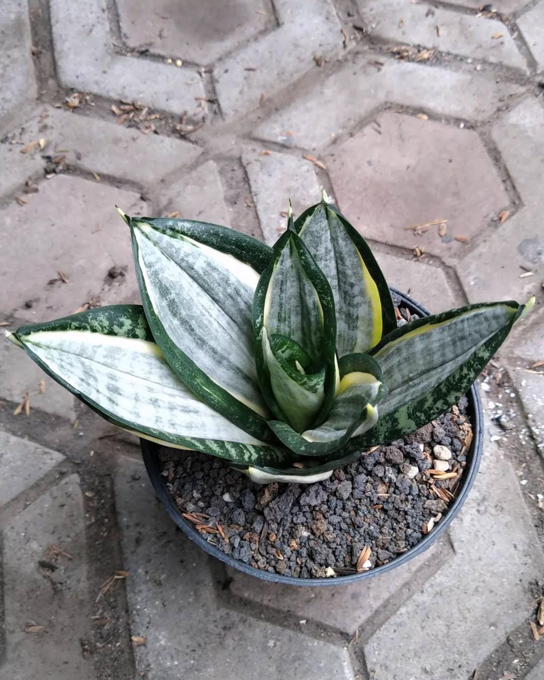 サンスベリア Sansevieria Zebra Sansevieria 'Zebra' — Plant Wholesale FlorAccess