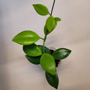 Hoya Diptera Free Phytosanitary Certificate Fast Shipping