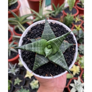 Sansevieria Hybrid Blorong Certificat phytosanitaire gratuit Expédition rapide