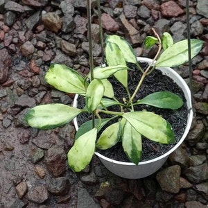 Hoya Hoya Lacunosa Minara Free Phytosanitary Certificate Fast Shipping