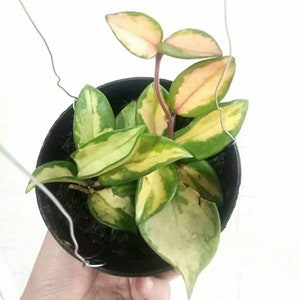 Hoya Carnosa Tricolor Certificado Fitosanitario Gratuito Envío Rápido