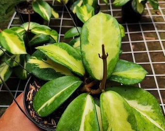 Wholesale Hoya Diversifolia Maharani Variegated The most unique Hoya flower Rare to find! Free Phytosanitary Certificate Fast Shipping