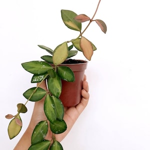 Hoya Burtoniae bunte seltene Tropische Pflanze