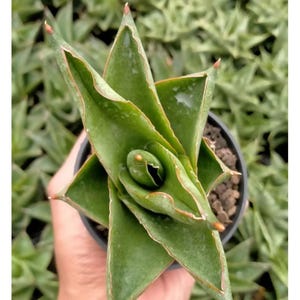 Sansevieria Hybrid Andaman Certificat phytosanitaire gratuit Expédition rapide