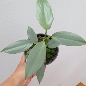 Philodendron Hastatum  Free Phytosanitary Certificate Fast Shipping