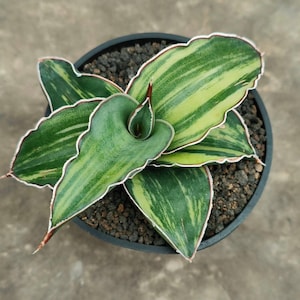 Sansevieria Robusta Variegated Free Phytosanitary Certificate Fast Shipping