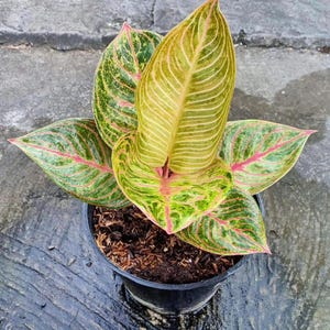 その他観葉植物 Aglaonema Hughes Aglaonema Hughes Red Free Phytosanitary | eBay
