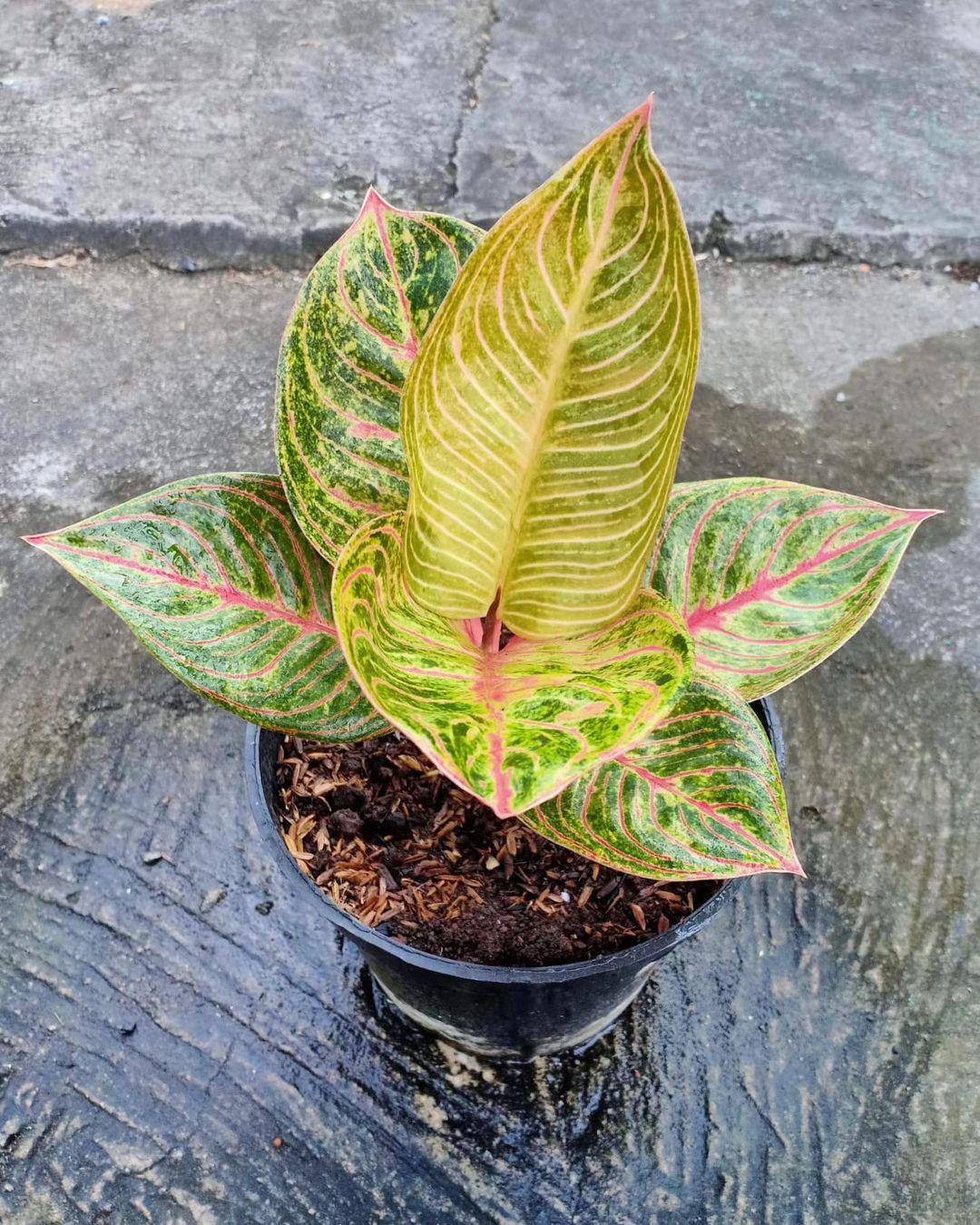 Aglaonema Hughes - Etsy