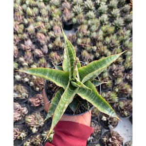 Sansevieria Hybrid Nakula Certificat phytosanitaire gratuit Expédition rapide