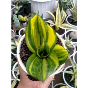 Sansevieria moisissure verte striata panaché certificat phytosanitaire gratuit expédition rapide