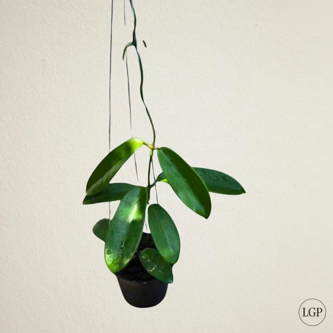 【ポットごと】ホヤ　メリフルア　hoya　meliflua 349244-1.jpg