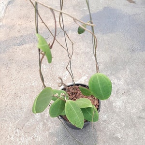 Hoya Tomataensis Very Cheap Free Phytosanitary Certificate Fast Shipping