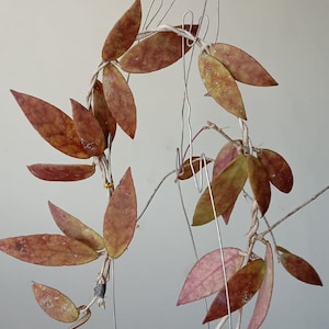 Hoya Scortechinii Red Leaves The most unique Hoya flower Rare Free Phytosanitary Certificate Fast Shipping