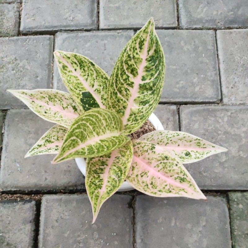 【Weed】Aglaonema pictum ALTMAN PLANTS 4.25 in. Aglaonema Assorted Houseplants (4