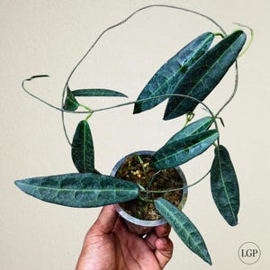 Hoya Hypolasia: ¡La flor de Hoya más singular! ¡Es difícil de encontrar! Certificado fitosanitario gratuito. Envío rápido.