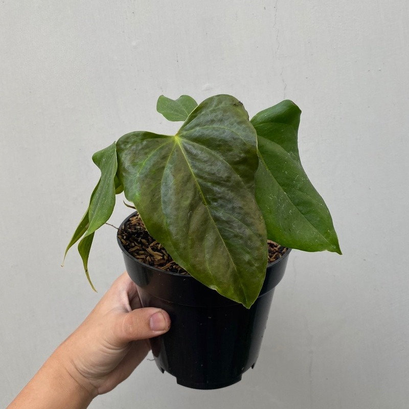 Anthurium silver blush - Etsy 日本