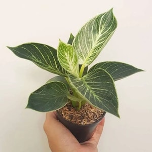 Philodendron Birkin Free Phytosanitary Certificate Fast Shipping