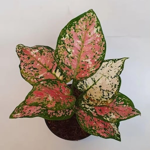 Aglaonema Dut Tricolor Beautiful Leaves Rare to find! Free Phytosanitary Certificate Fast Shipping