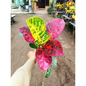 Codiaeum Variegatum Croton Ayu Ting Ting Free Phytosanitary certificate Fast Shipping