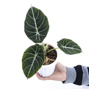 Alocasia Black Velvet Free Phytosanitary Certificate Fast Shipping by DHL
