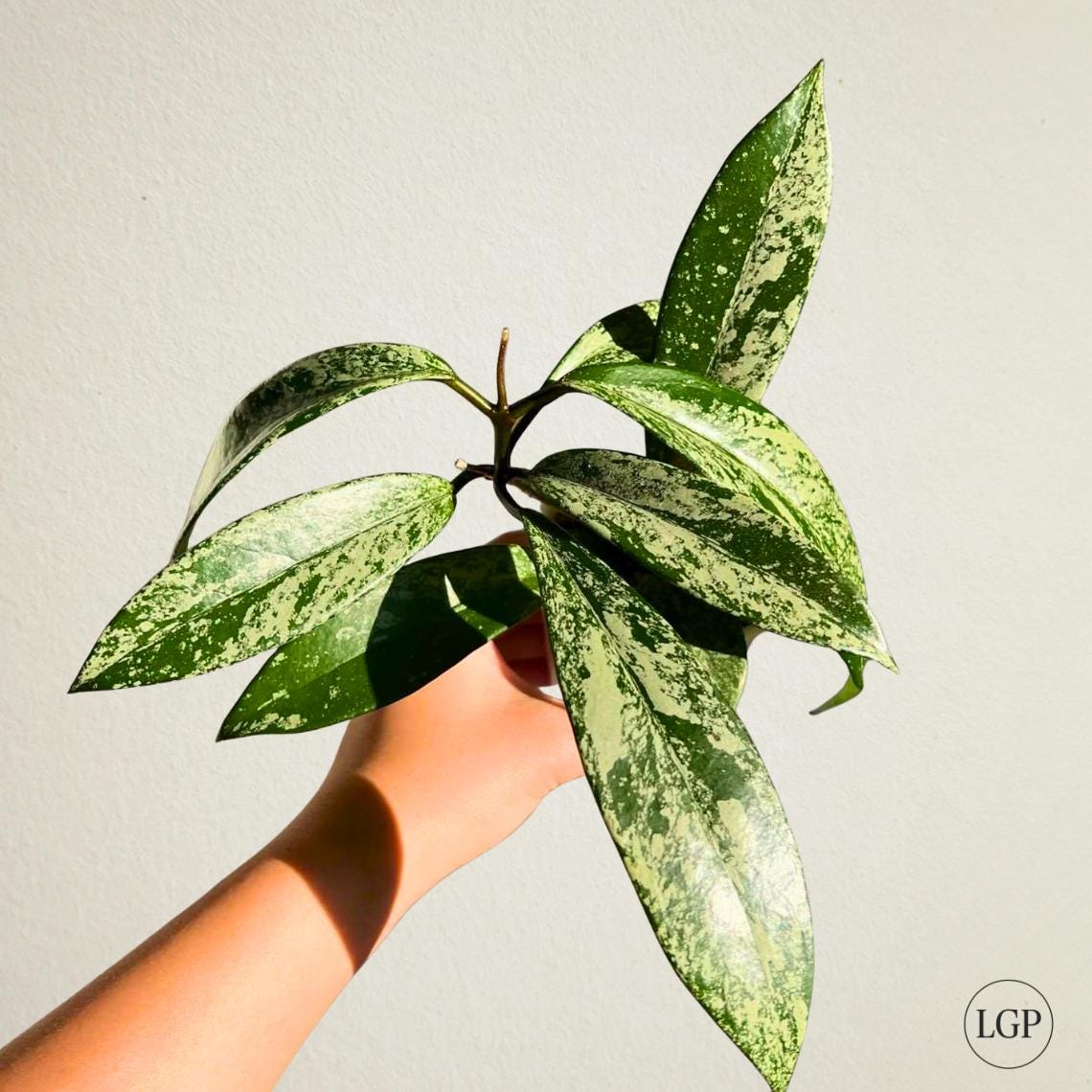 Yahoo!オークション - Hoya (180) とても綺麗なホヤ pubicalyx