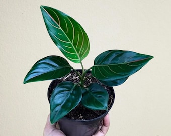 Aglaonema Rotundum Aceh Exotic Plants | Free Phythosanitary