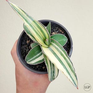 Sansevieria Robusta Dwarf White Variegated Free Phytosanitary Certificate Fast Shipping