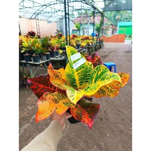 Codiaeum Variegatum Croton Adelia Free Phytosanitary certificate Fast Shipping