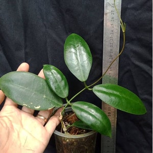 Hoya Ischnopus Very Cheap Free Phytosanitary Certificate Fast Shipping 100% guaranteed