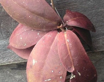 Hoya Mitrata Red Free Phytosanitary Certificate Fast Shipping 100% guaranteed