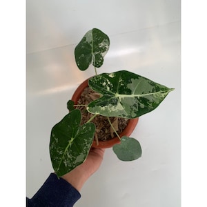 Alocasia Frydek Variegated Free Phytosanitary Certificate Fast Shipping by DHL