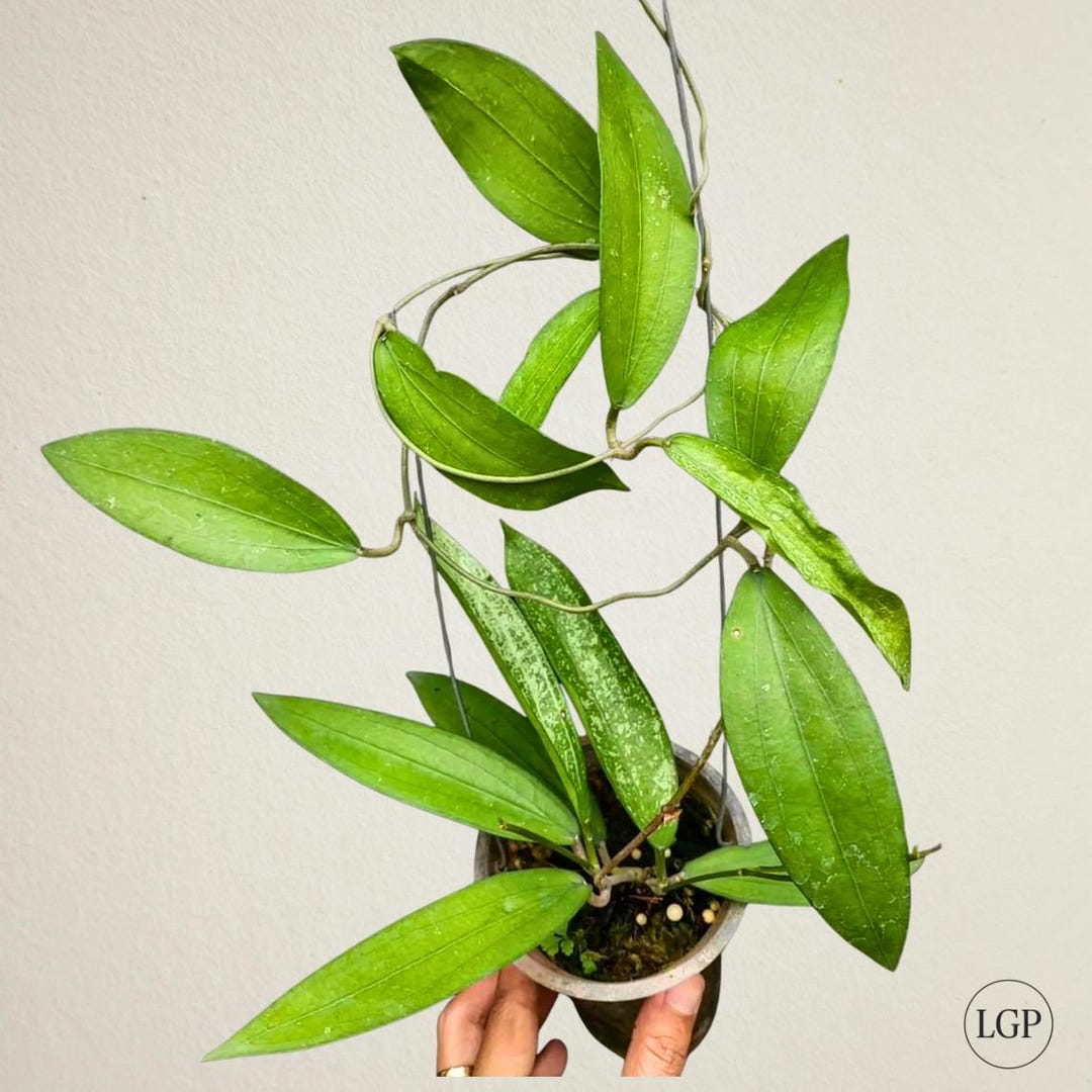 Hoya Rindu Rafflesia the Most Unique Hoya Flower Rare Free ...