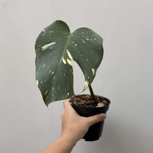 Monstera Thai Constellation Variegated 1 Leaf Free Phytosanitary Certificate Fast Shipping