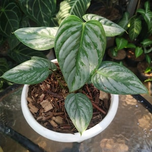 Philodendron Sodiroi Free Phytosanitary Certificate Fast Shipping