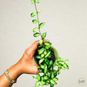 Hoya Lacunosa Tricolor Bruno Zeldzame Bloeiende Plant
