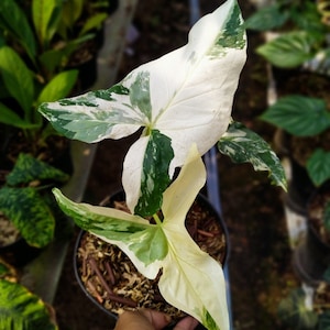 Syngonium Albo Variegated Free Phytosanitary Certificate Fast Shipping