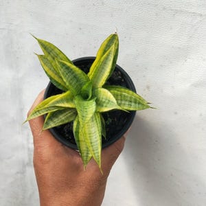 Sansevieria Gabriella Free Phytosanitary Certificate Fast Shipping