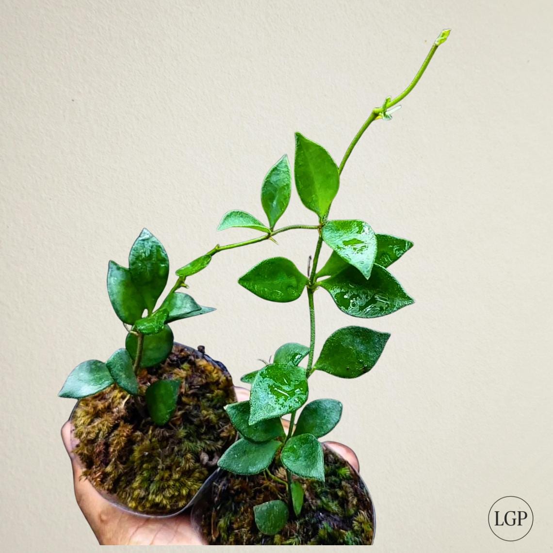 Hoya Sp Mamasa Rare Flowering Hoya Plant - Etsy