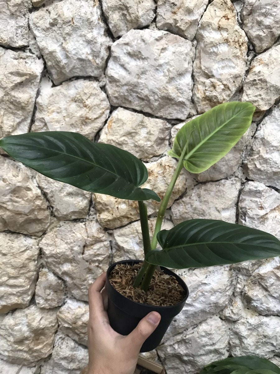 Philodendron ilsemanii variegated - Etsy 日本