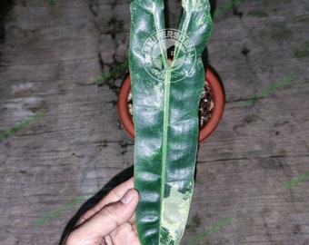Philodendron Billietiae Variegated 1 Leaf Free Phytosanitary Certificate Fast Shipping by DHL
