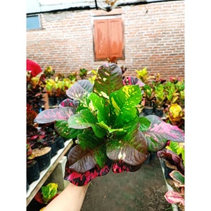 Codiaeum Variegatum Croton Oscar Free Phytosanitary certificate Fast Shipping
