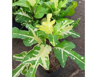 Codiaeum Variegatum Croton Jet Yellow Terang Bulan Free Phytosanitary certificate Fast Shipping