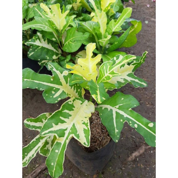 Codiaeum Variegatum Croton Jet Yellow Terang Bulan Free Phytosanitary certificate Fast Shipping